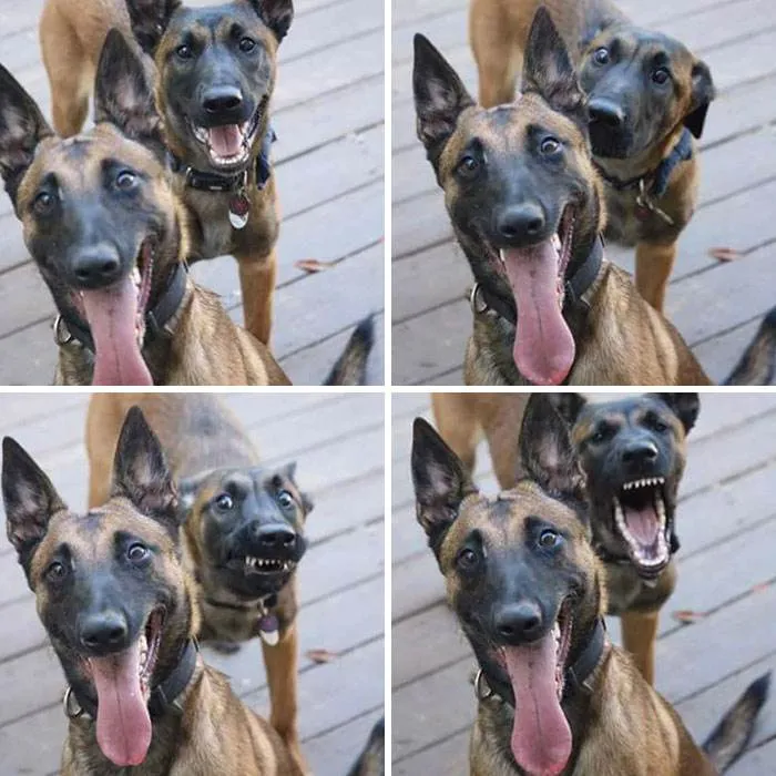 Funny Jealous Pets 10 64242D811Aff5 700