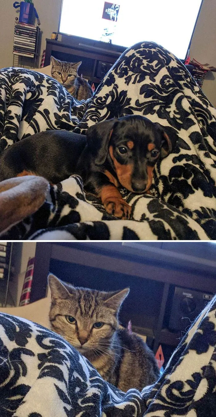 Funny Jealous Pets 14 642430C71Ce34 700