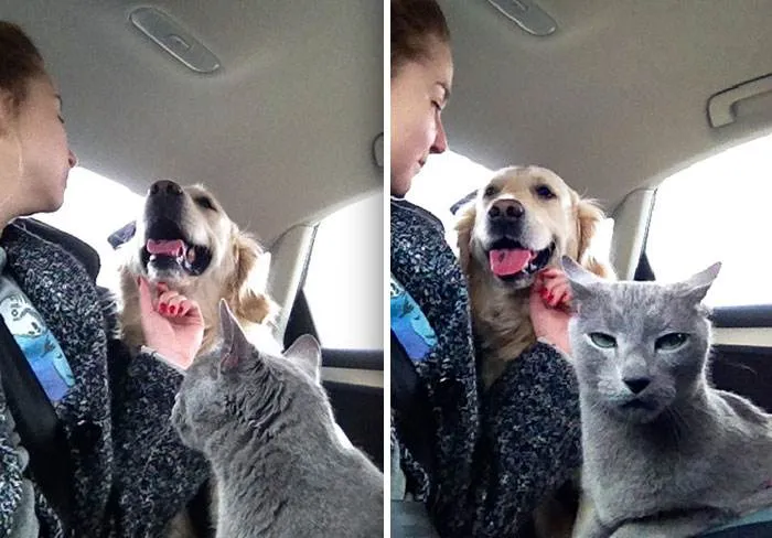 Funny Jealous Pets 3 6423Dea96C4D1 700