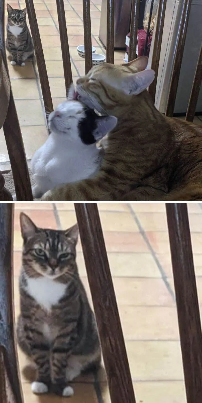 Funny Jealous Pets 36 64269B39Af79F 700