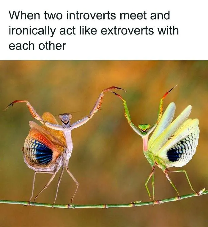 Introvert Memes By Allabintroverts 28 642Bc1862D940 700