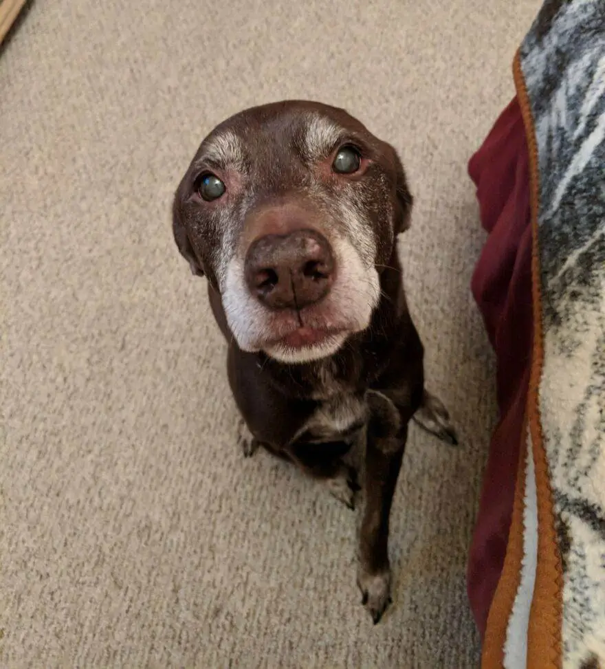 30 Wholesome Photos Of Cute Old Dogs That Might Just Make Your Day