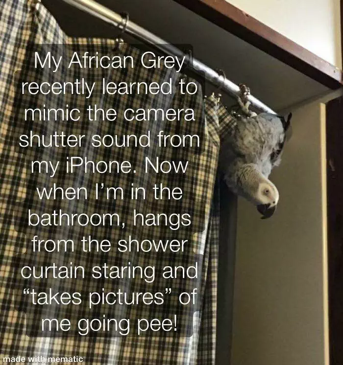 30 Extremely Funny Times Birds Were Caught Being Jerks 