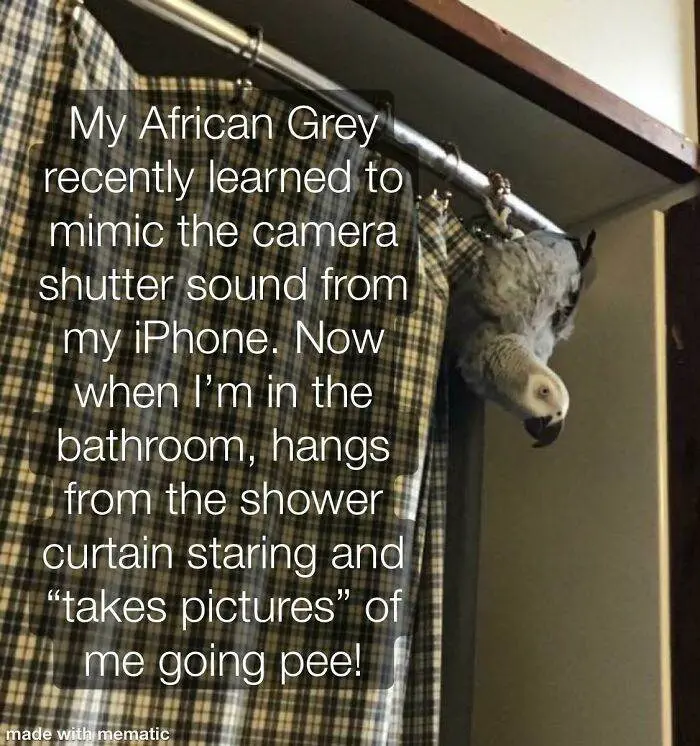 30 Extremely Funny Times Birds Were Caught Being Jerks 