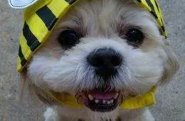 645249C2B5F16 Cute Old Dogs Part 1 880