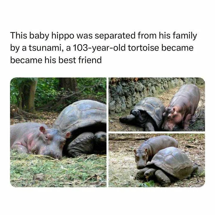 30 Wholesome Pics And Memes To Heal Your Soul