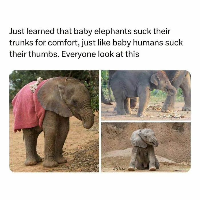 30 Wholesome Pics And Memes To Heal Your Soul
