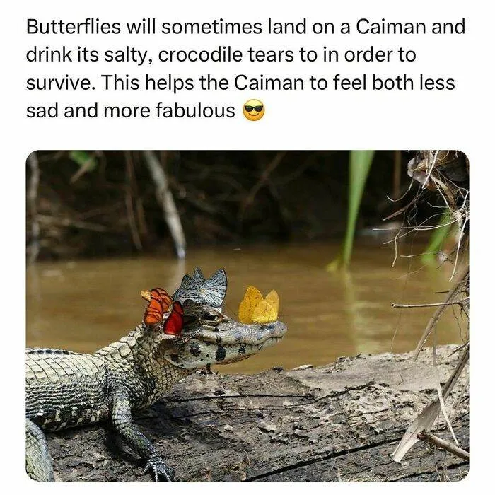 30 Wholesome Pics And Memes To Heal Your Soul