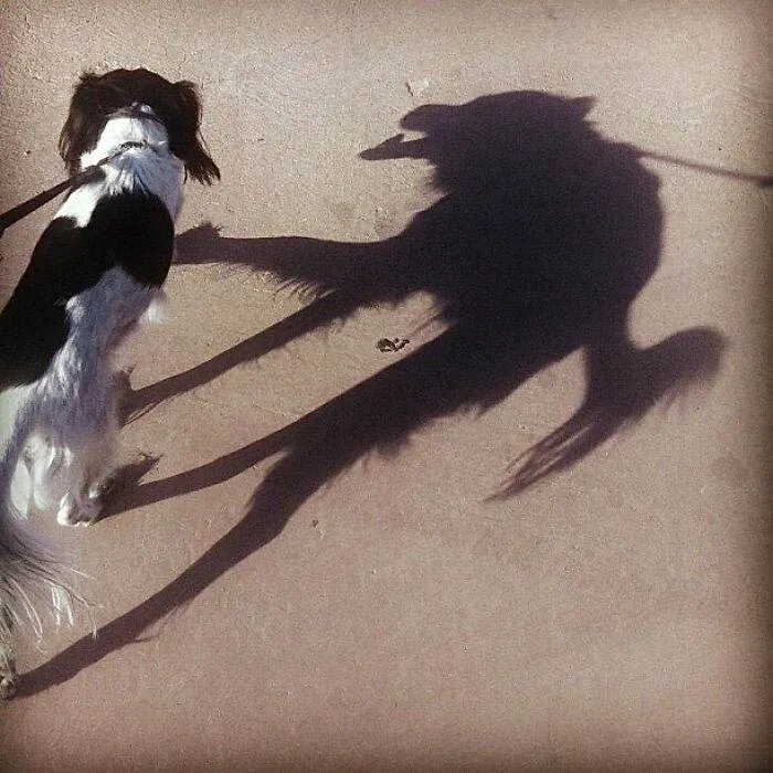 Weird Cursed Images 43 6458C3Ead081B 700