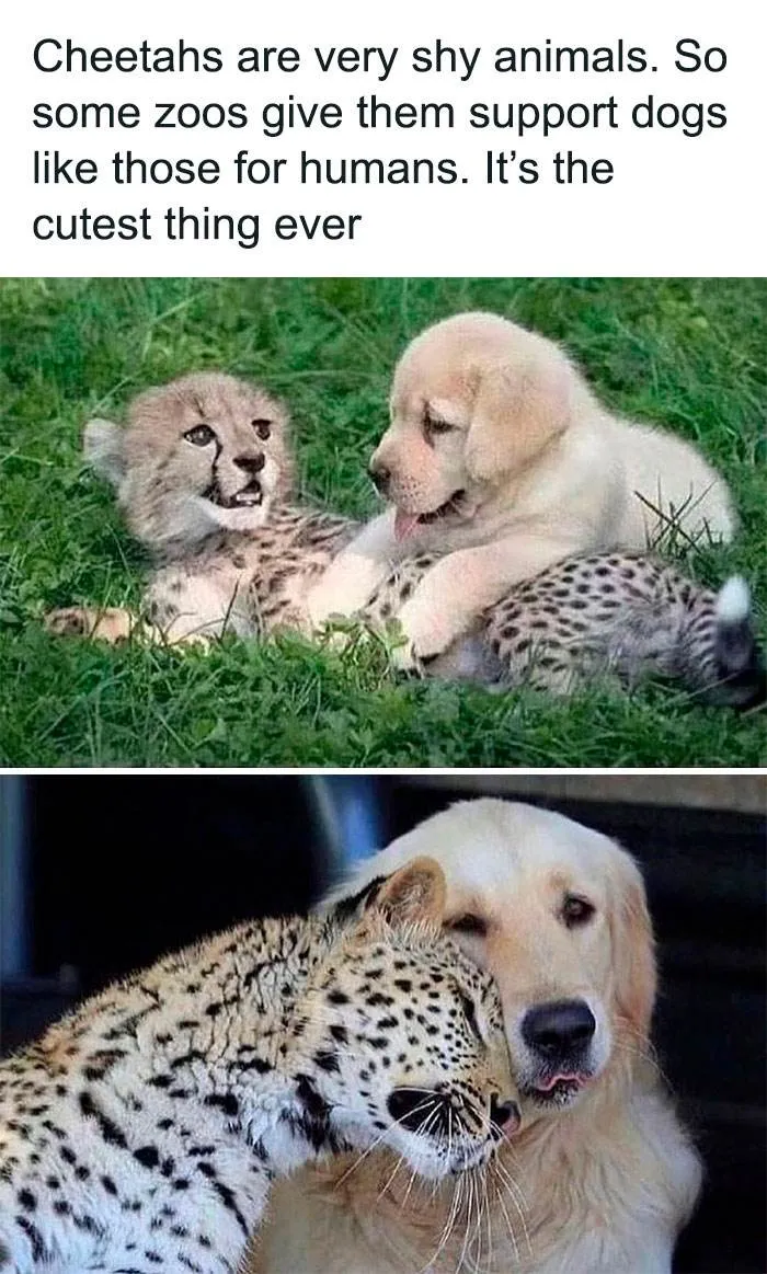 Wholesome Memes Hurtingsouls 91 645B9B558Efd0 700