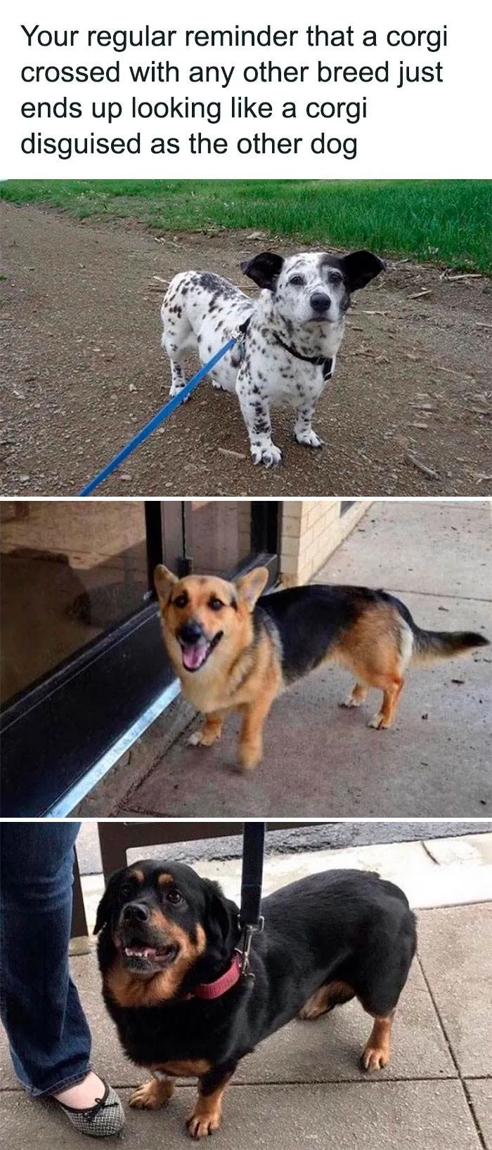 30 Wholesome Pics And Memes To Heal Your Soul