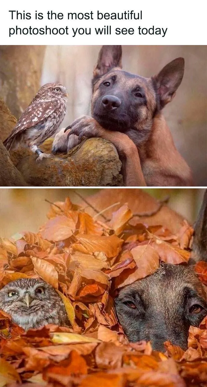 Wholesome Memes Hurtingsouls 98 645B9E36C2132 700