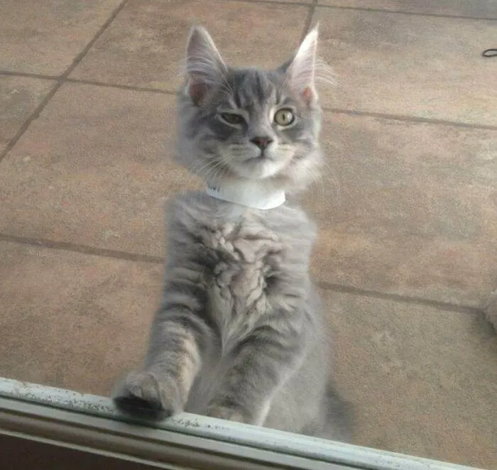 6461F81Aafadc Funny Skeptical Animals