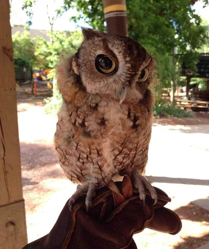 6461F82Faff17 Funny Skeptical Animals