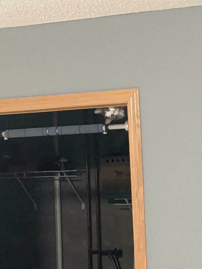 30 Funny Skeptical Animals To Improve Your Day