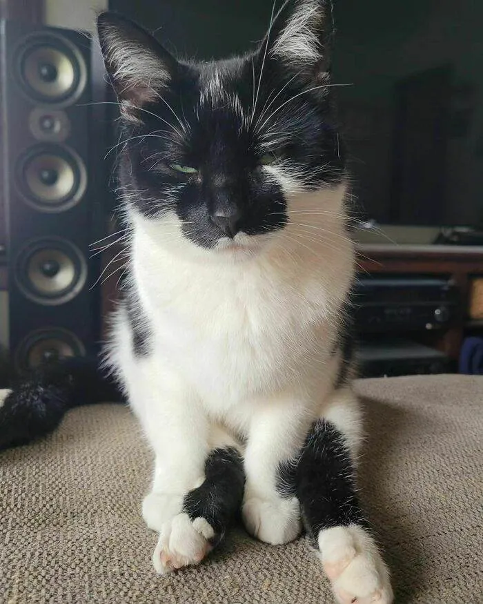 30 Funny Skeptical Animals To Improve Your Day