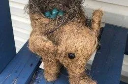 64678D18745E1 Funny Bird Nests Unusual Places