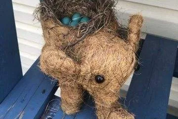 64678D18745E1 Funny Bird Nests Unusual Places