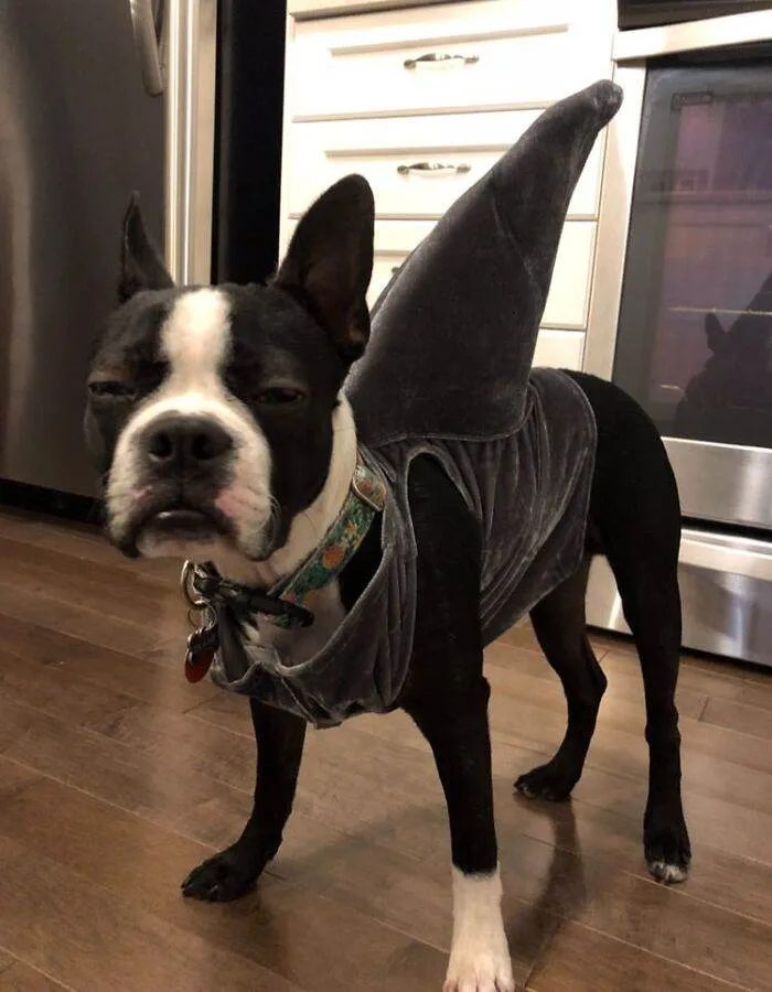 30 Funny Skeptical Animals To Improve Your Day