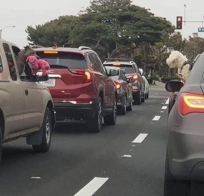 64760C63Bdc75 Funny Weird Things On The Road