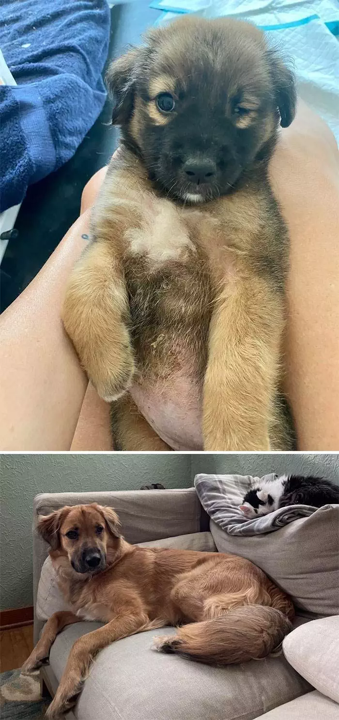 Before After Adoption Rescued Dogs Pictures 11 6466060Ecad92 700