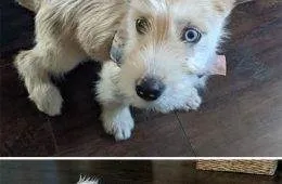 Before After Adoption Rescued Dogs Pictures 20 64660A5D7C8A6 700