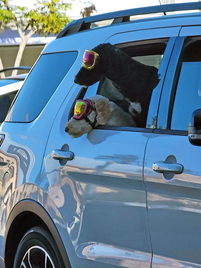 Funny Weird Things On The Road 200 6467300D26A1B 700