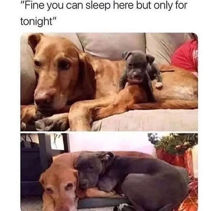 337301955 782790349854436 8619031204398722906 N 649Ab38695Dad 700