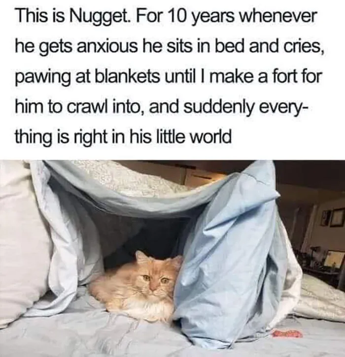 350951742 2017058155310885 7230545784773241258 N 649Aa87D83691 700