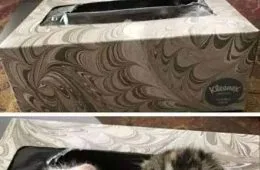 354235376 1123114388644787 1861378344925661817 N 649A9Cf1202C9 700