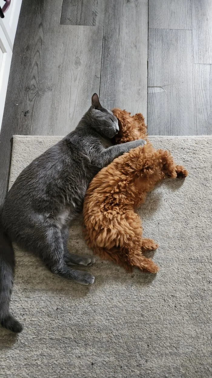 6492B3771Ce08 B1P6P73Lq04B1 700