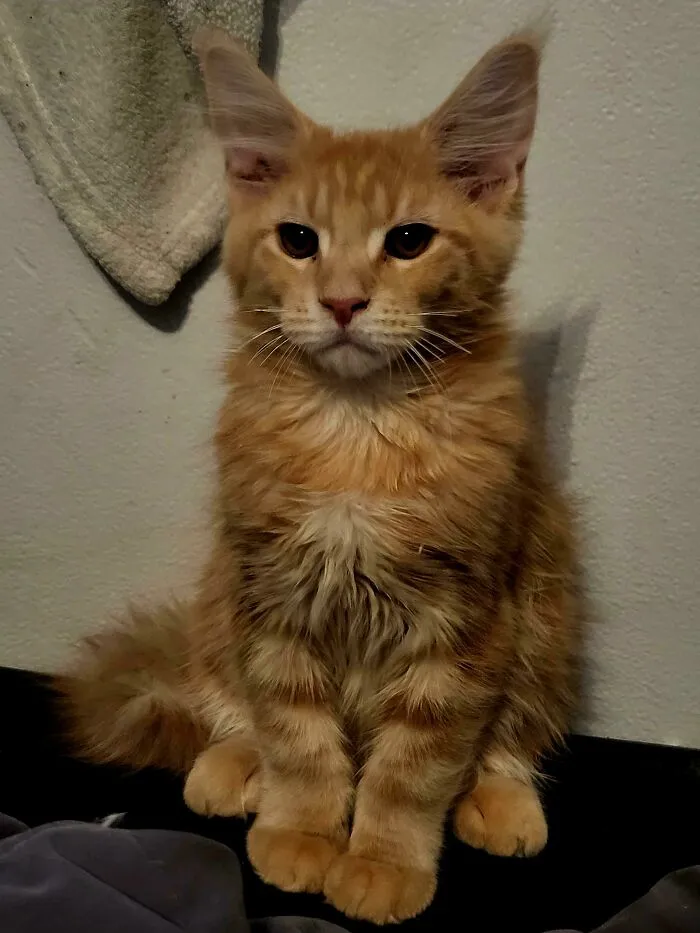 30 Wholesome Pics Of Adopted Pets