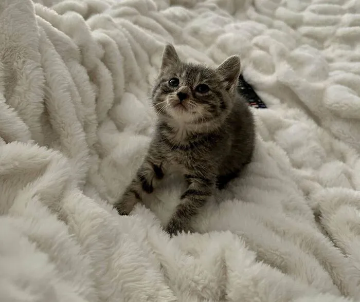 30 Wholesome Pics Of Adopted Pets