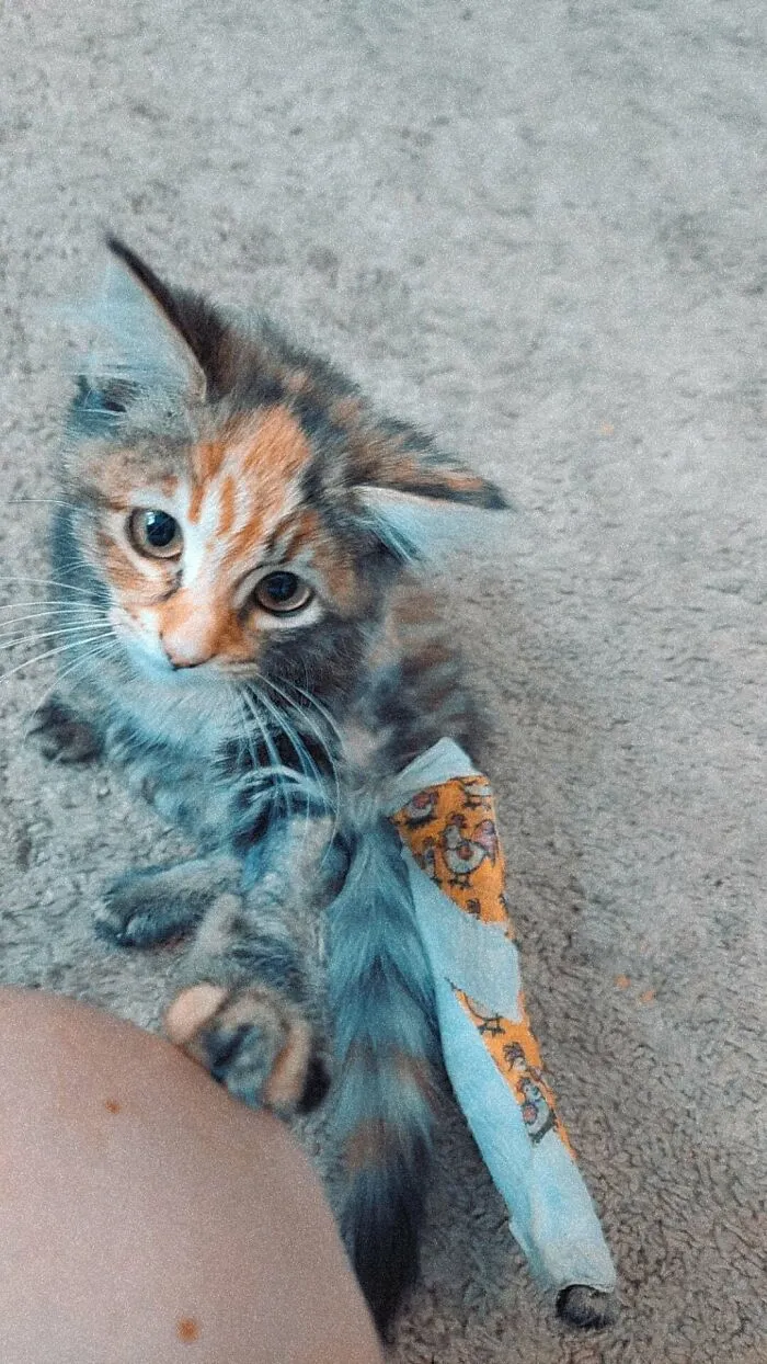 30 Wholesome Pics Of Adopted Pets