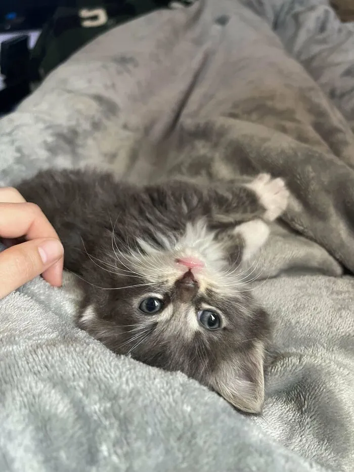 6492E28B20F2E Mmkl2Osisg6B1 700