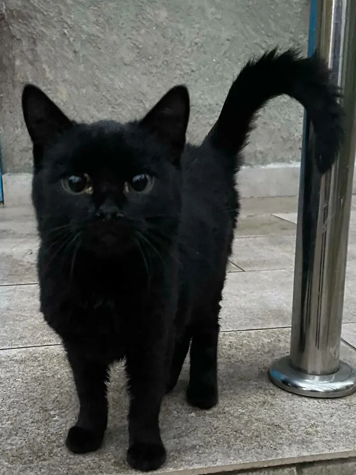 30 Cheerful And Wholesome Pics Of Adopted Pets