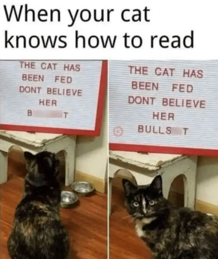 Funny Cute Cat Memes8 64A279E6292C0 Png Censored 700