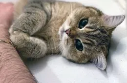 Wholesome Animals Uplifting Posts 313 6492Acc3Cfeb6 700