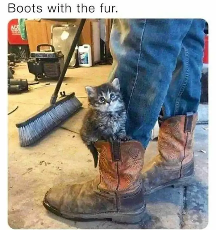 30 Insanely Funny Cat Memes For True Cat Enthusiasts