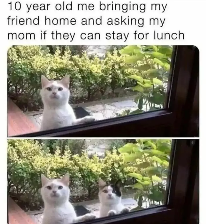 30 Insanely Funny Cat Memes For True Cat Enthusiasts