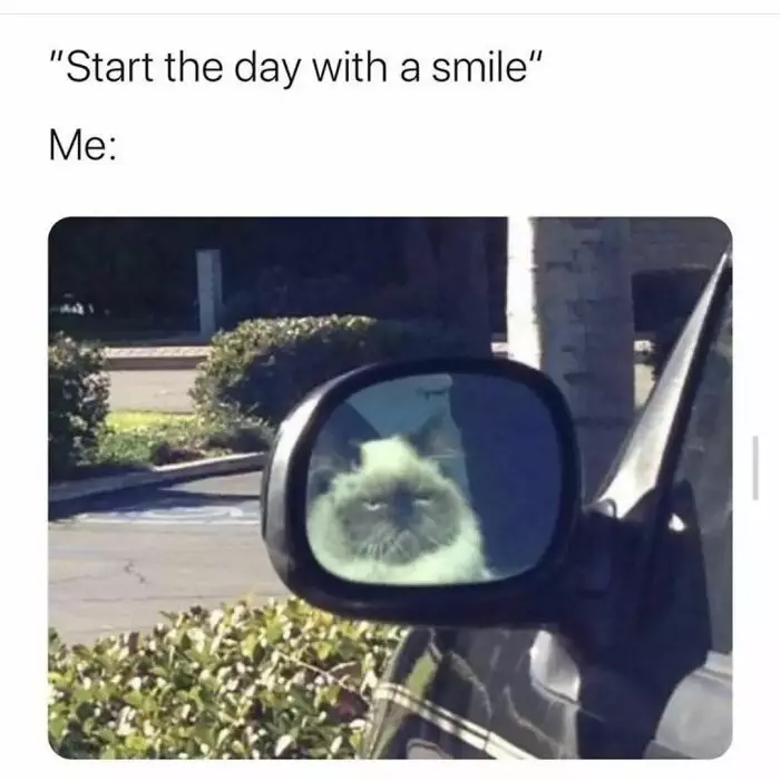 30 Insanely Funny Cat Memes For True Cat Enthusiasts