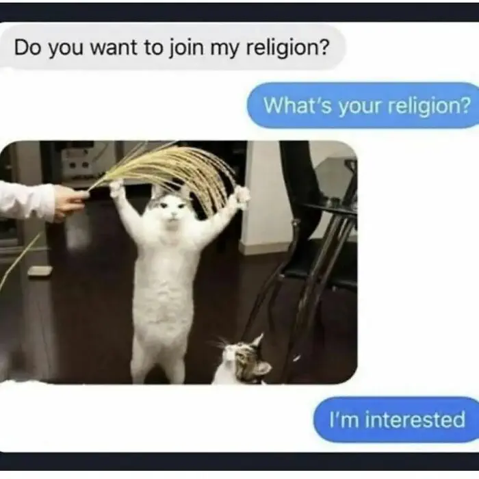 30 Insanely Funny Cat Memes For True Cat Enthusiasts