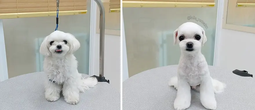 In Korea Dog Hair Salon Goes Viral For Cute Cuts On Its Customers 64E75823Ca079 Png 880