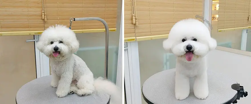 In Korea Dog Hair Salon Goes Viral For Cute Cuts On Its Customers 64E758264Fa83 Png 880