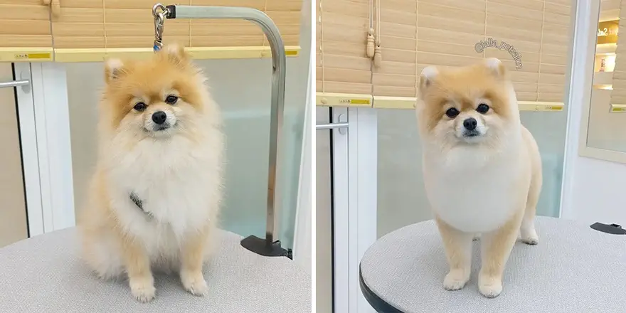 In Korea Dog Hair Salon Goes Viral For Cute Cuts On Its Customers 64E7582975A06 Png 880