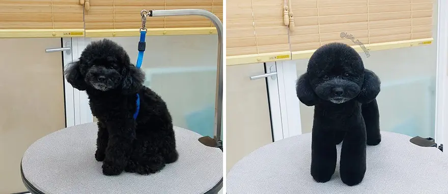 In Korea Dog Hair Salon Goes Viral For Cute Cuts On Its Customers 64E7582C80926 Png 880