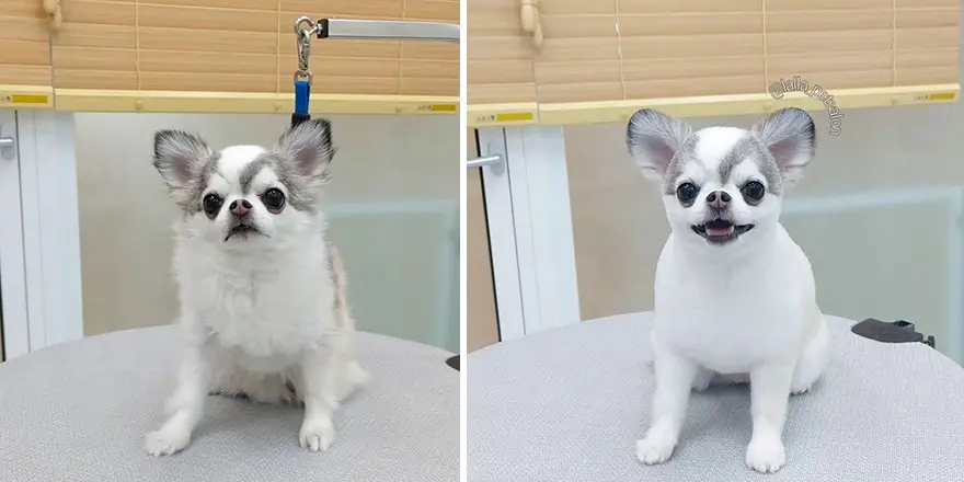 In Korea Dog Hair Salon Goes Viral For Cute Cuts On Its Customers 64E75853E7A46 Png 880