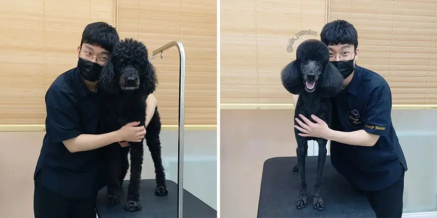 In Korea Dog Hair Salon Goes Viral For Cute Cuts On Its Customers 64E75857Ada03 Png 880