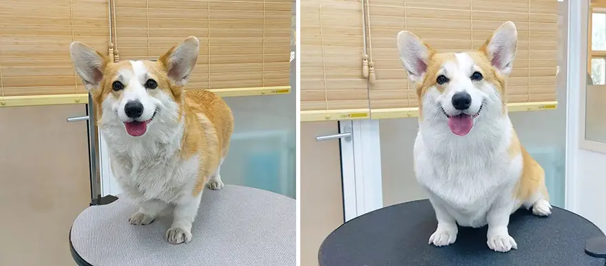 In Korea Dog Hair Salon Goes Viral For Cute Cuts On Its Customers 64E75872B7F00 Png 880