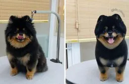 In Korea Dog Hair Salon Goes Viral For Cute Cuts On Its Customers 64E758752E5E3 Png 880